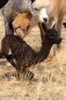 Newborn Alpaca